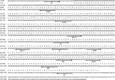 Identification of potential functions of polo-like kinase 1 in male reproductive development of the oriental river prawn (Macrobrachium nipponense) by RNA interference analysis